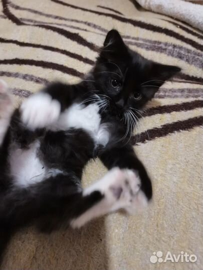 Котенок в дар бесплатно