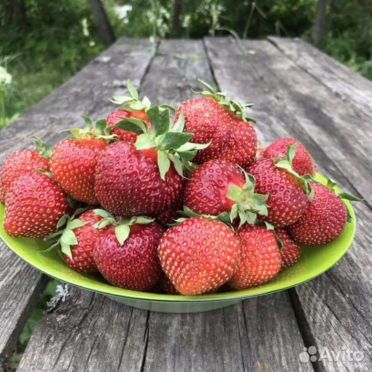 Рассада клубники