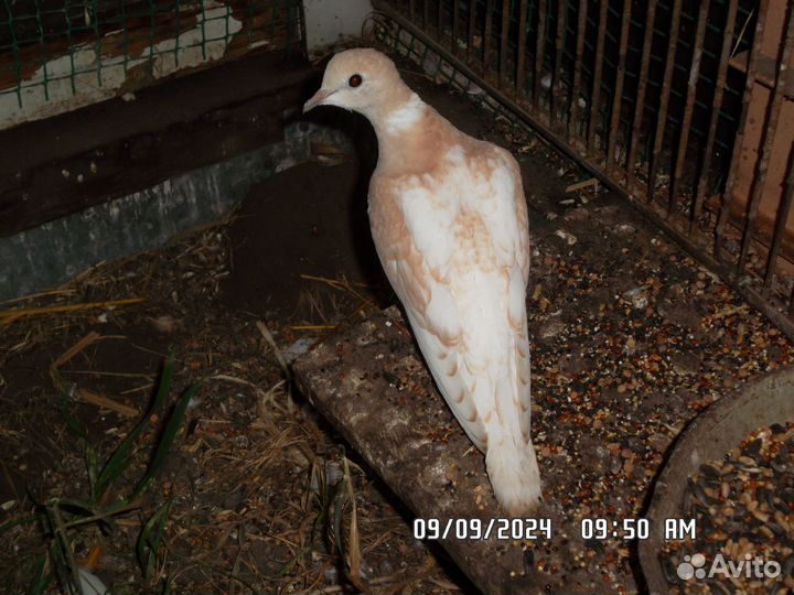 Птенец смеющейся горлицы