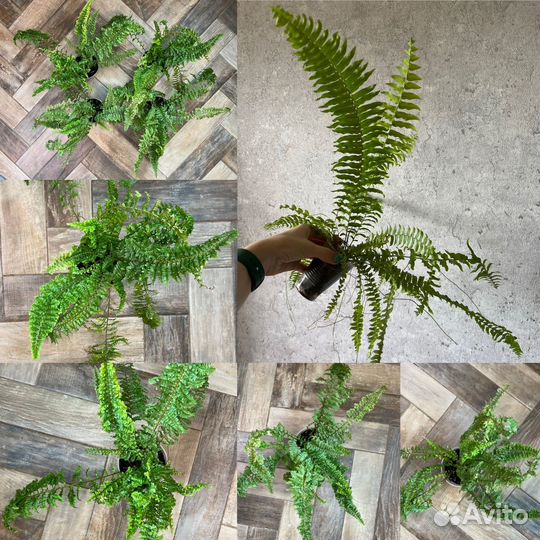 Папоротник нефролепис микс