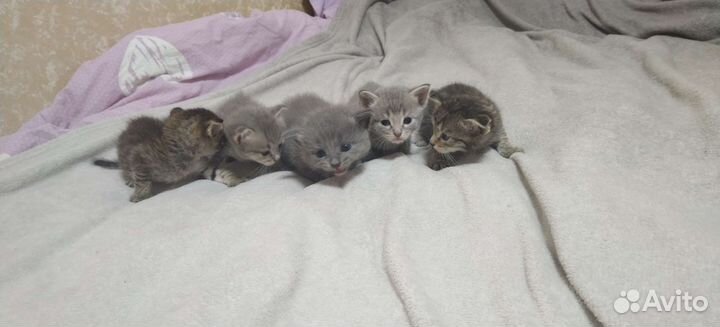 Котята в добрые руки