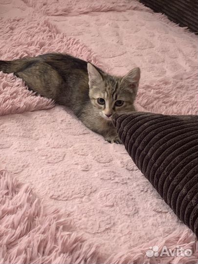 Котенок бесплатно в добрые руки