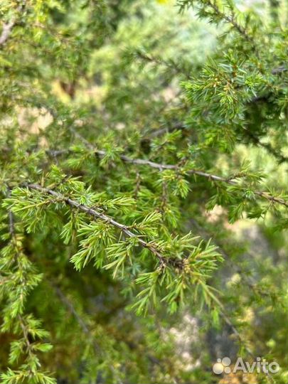 Можжевельник обыкновенный Суецика