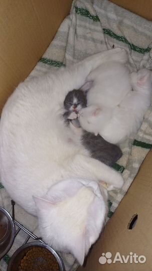 Котята в добрые руки мальчики