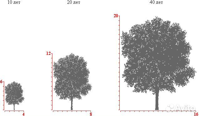 Саженцы Дуб красный(канадский)