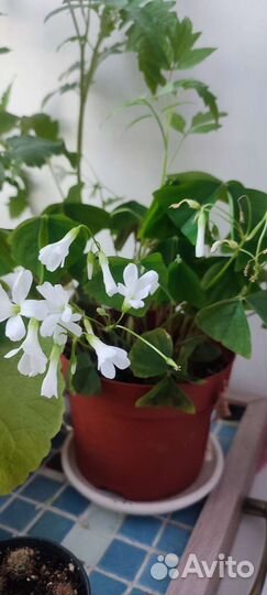 Кислица оксалис