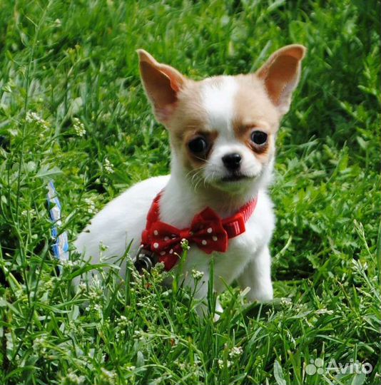Куколка девочка - щенок чихуахуа. В резерве