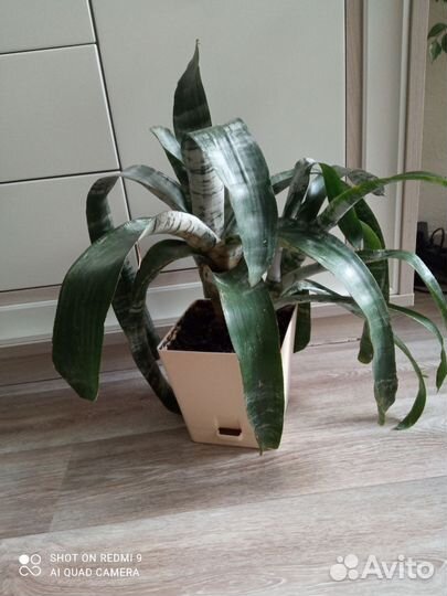 Экзотическая Эхмея