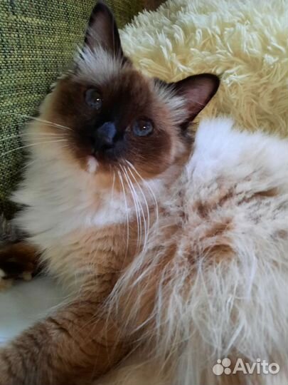 Кошечка редкой породы