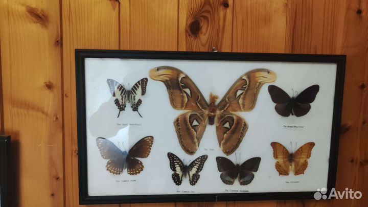 Бабочки в рамках