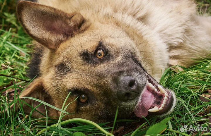 Собака в добрые руки отдам бесплатно