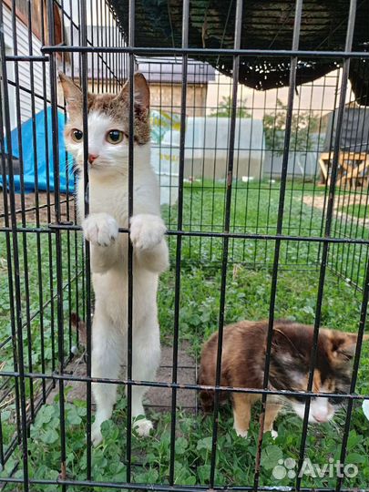 Трёхцветные кошечки