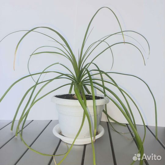 Нолина(бокарнея)