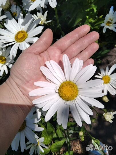 Ромашка садовая крупная