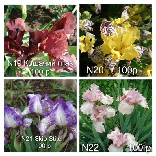 N5 Ирисы бордюрные