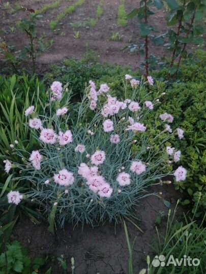 Гвоздика перистая многолетняя