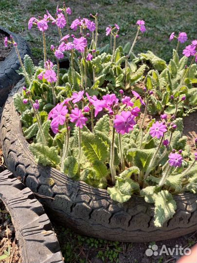 Продам примулы