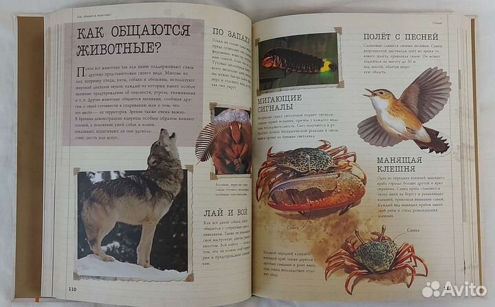 Детская энциклопедия Животные