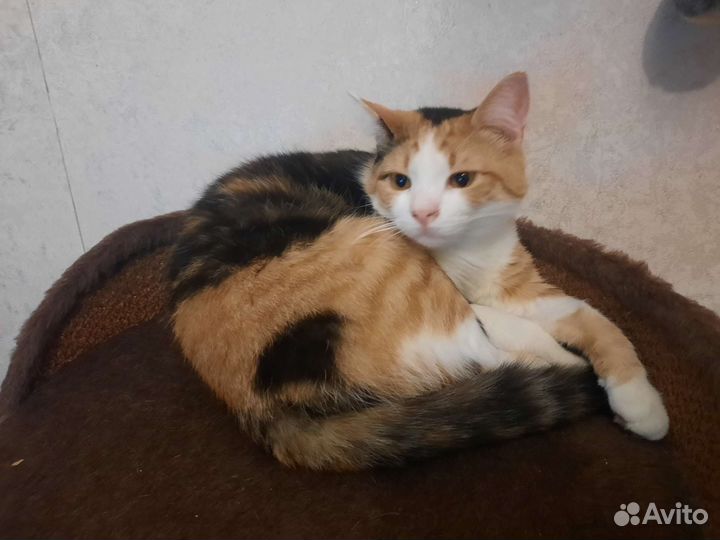 Кошки в добрые руки бесплатно