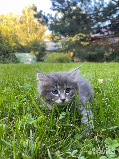 Котята от домашней кошки в хорошие руки