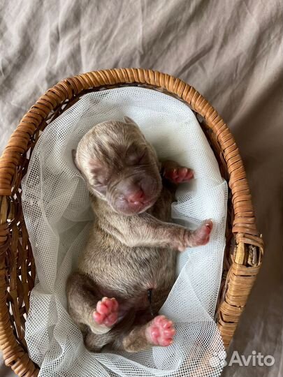 10 шикарных малышей,с документами