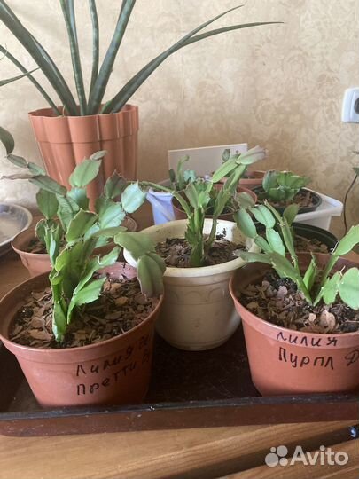 Декабрист шлюмбергера