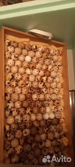 Перепела яйцо столовое и инкубационное