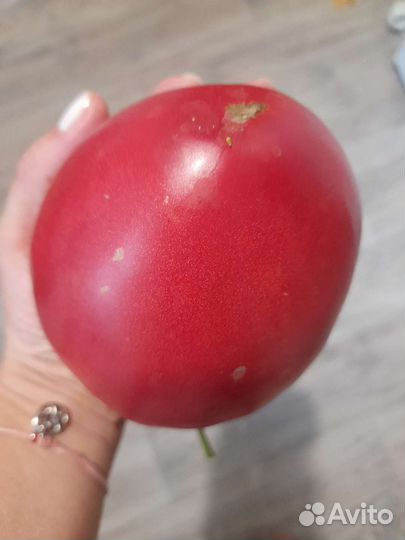 Домашние помидоры