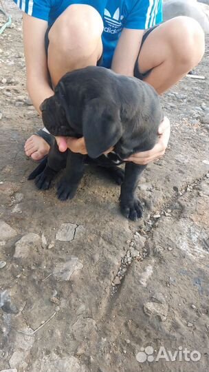 Щенки кане корсо