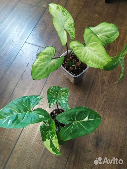 Сингониумы