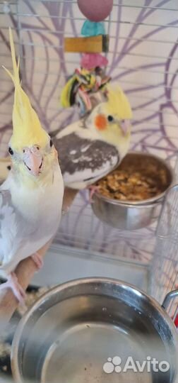 Пара корелл