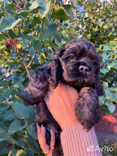 Кокер спаниель