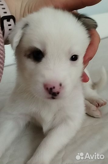 Собака в добрые руки отдам бесплатно