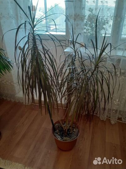 Комнатные цветы драцена