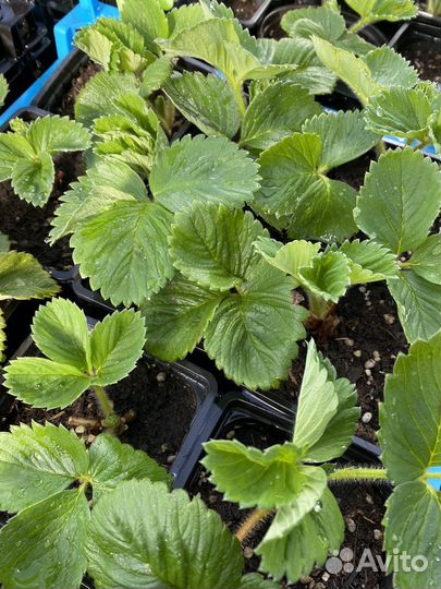 Клубника рассада