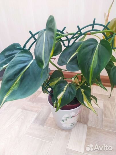 Филодендроны