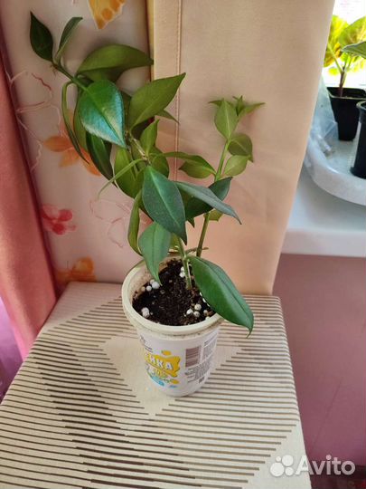 Эсхинантус