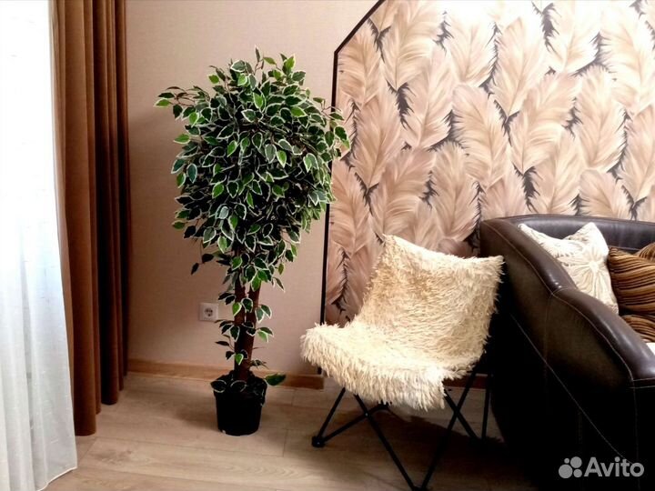 Фикус бенджамина пестролистный