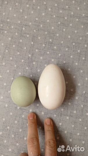 Яйцо домашнее