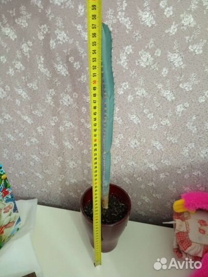 Кактус с голубоватым оттенком