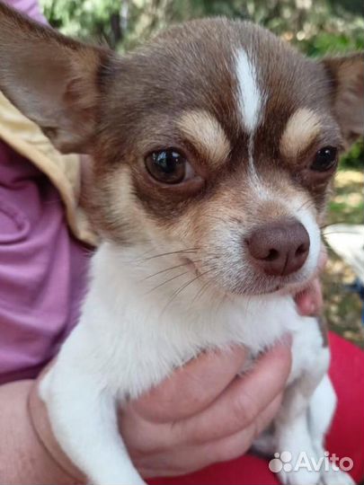 Девочка чихуахуа