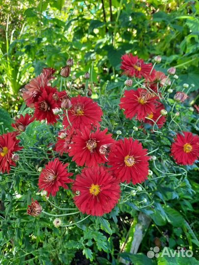 Хризантема