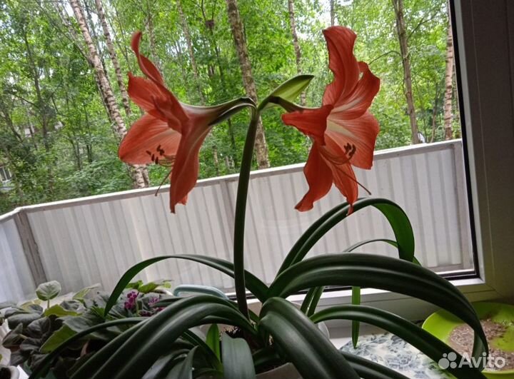 Прелестный Гиппеаструм (крупные алые цветы)