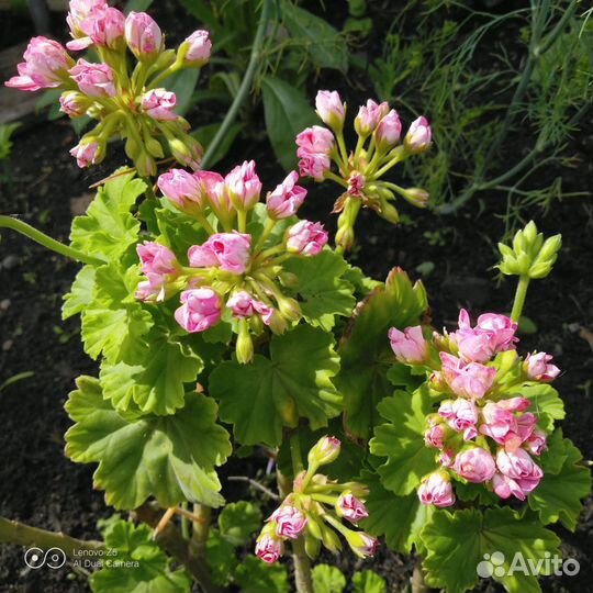 Пеларгония герань розебудная