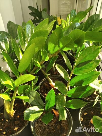 Замиокулькас (долларовое дерево)