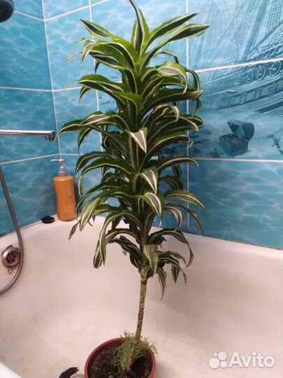 Продам драцену