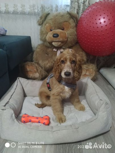 Передержка ваших питомцев