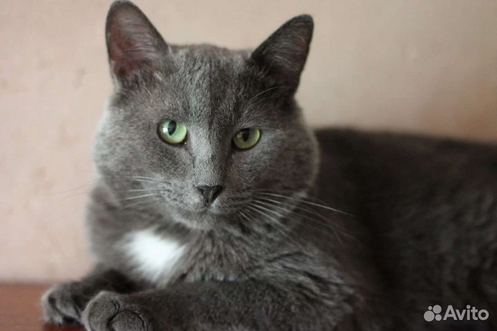 Кот очень хочет стать домашним