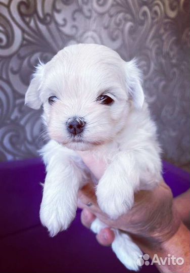 Мальтийская болонка щенки