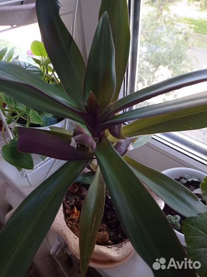 Традесканция